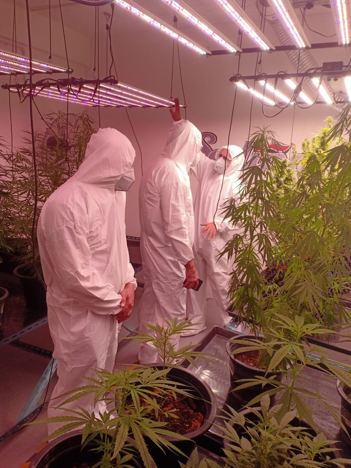 Sediña team working among plants under indoor grow lights